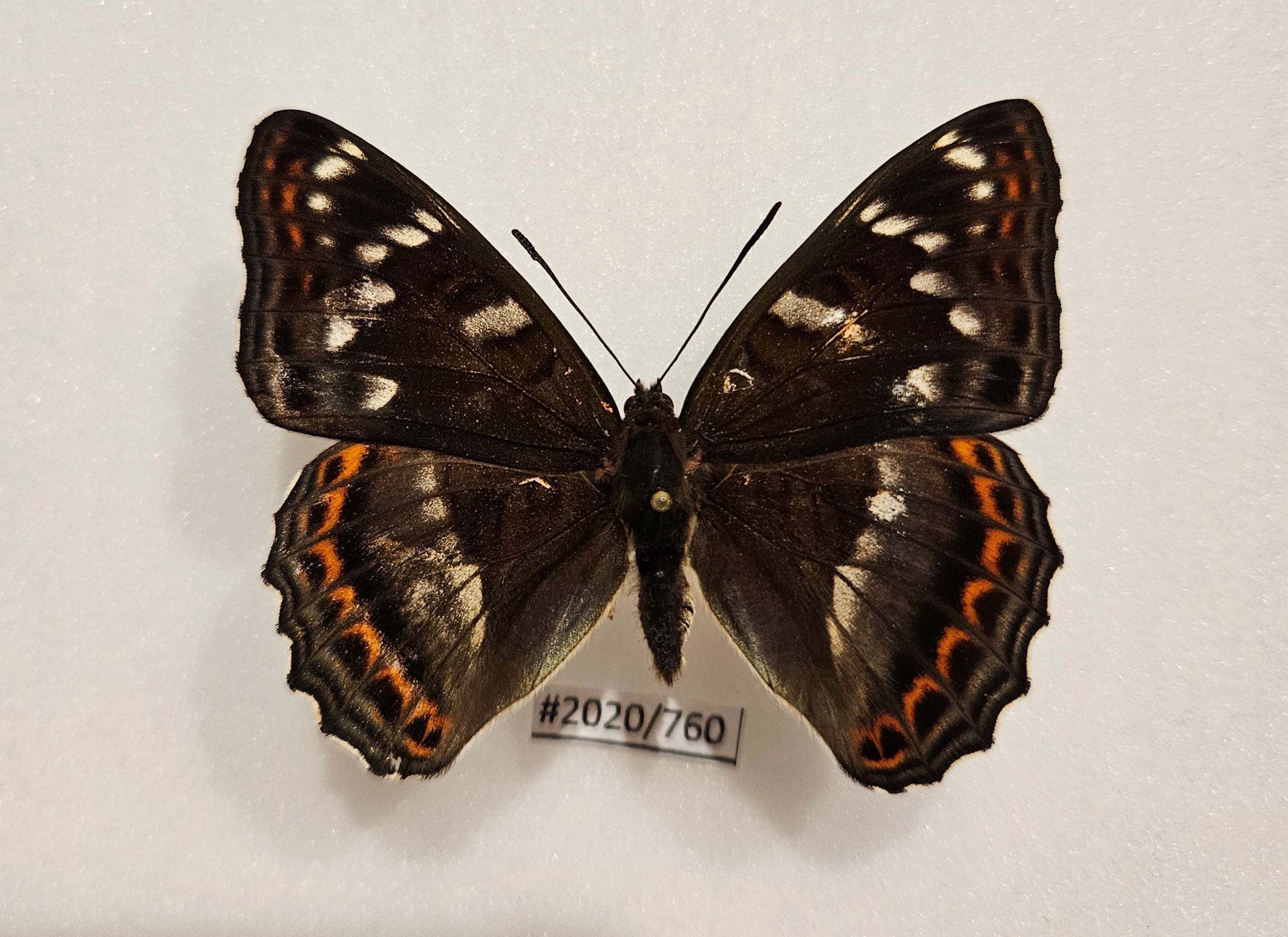 Motyl Limenitis populi samiec 64mm.