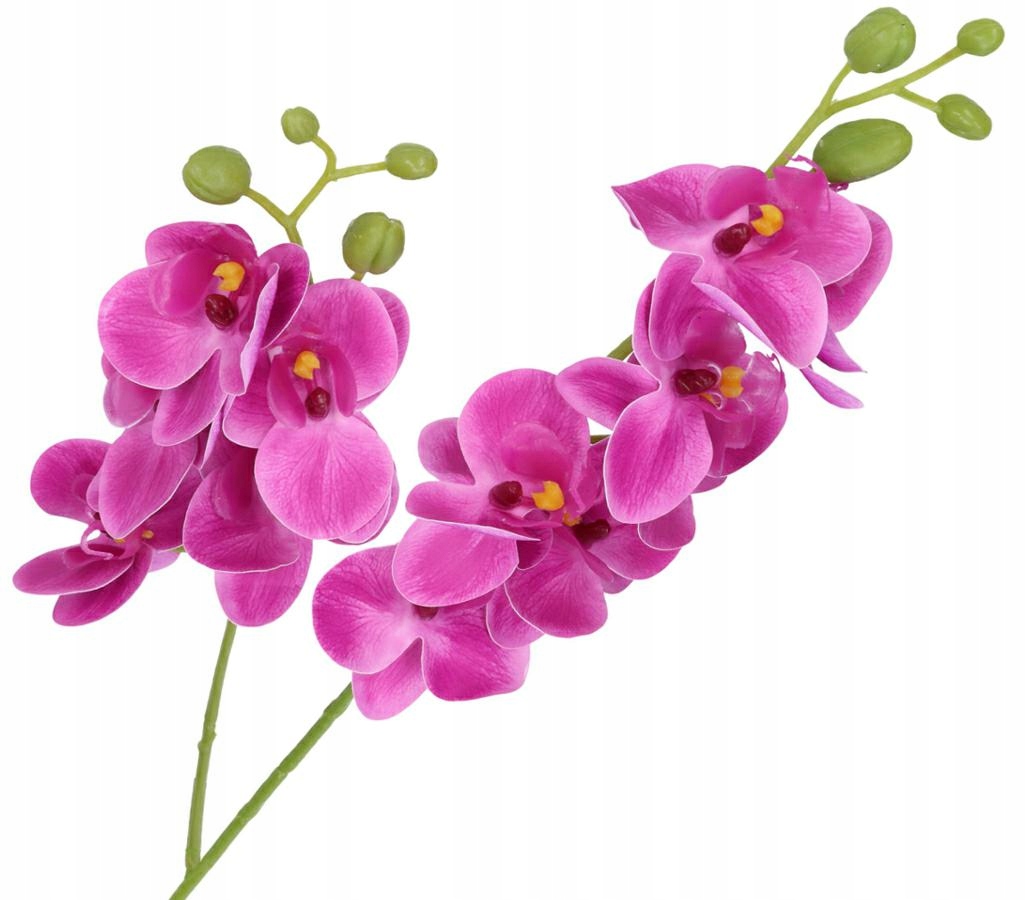 

Storczyk Orchidea Gałązka Jakość Jak Żywy Dwa Pędy