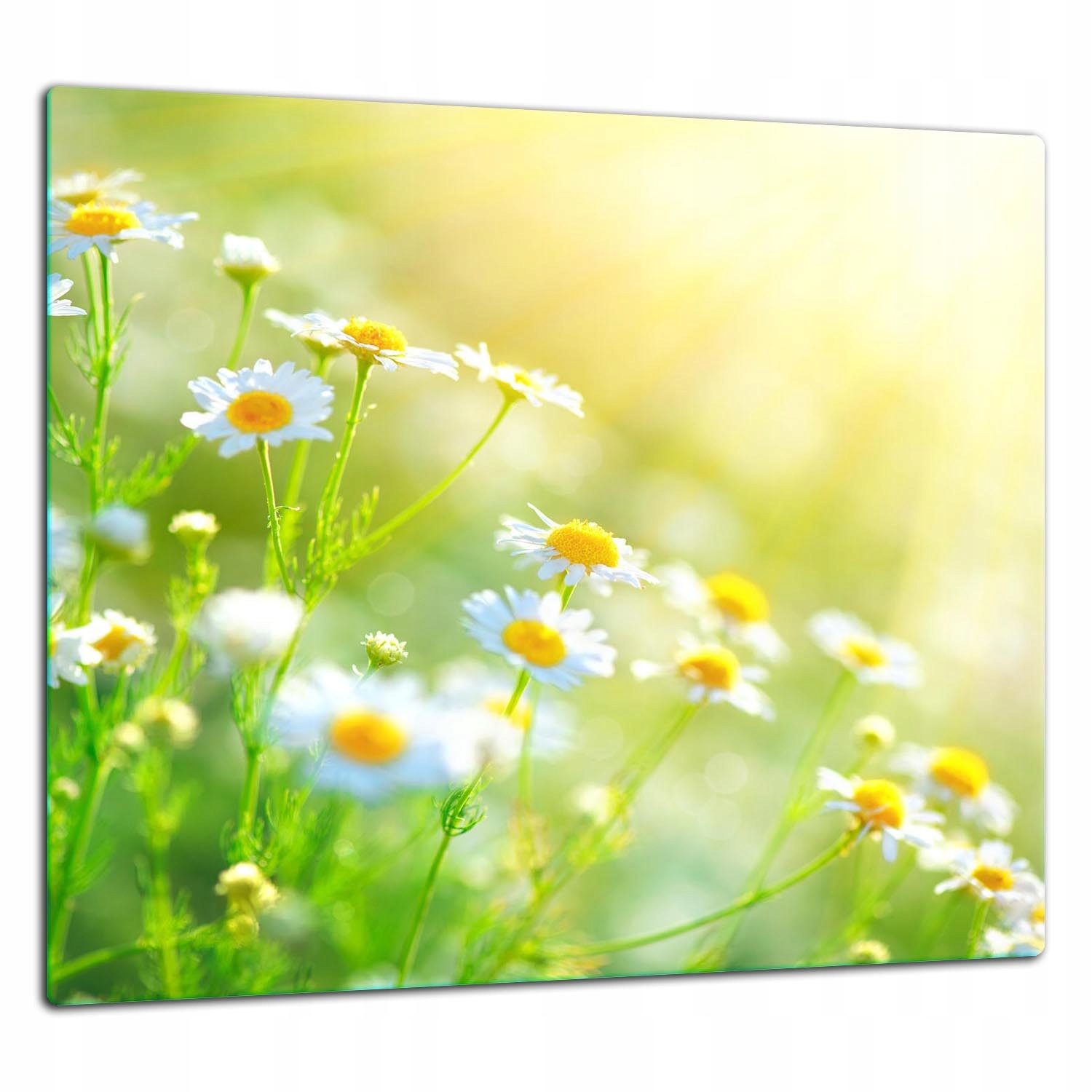 Skleněná Ochranná Deska Panel Lepidlo 65x60 Květiny Tvrzené sklo 7v1