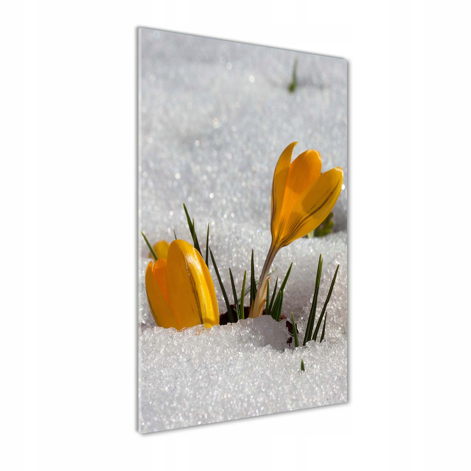 Akrylový obraz do obývacího pokoje Žluté krokusy 70x140