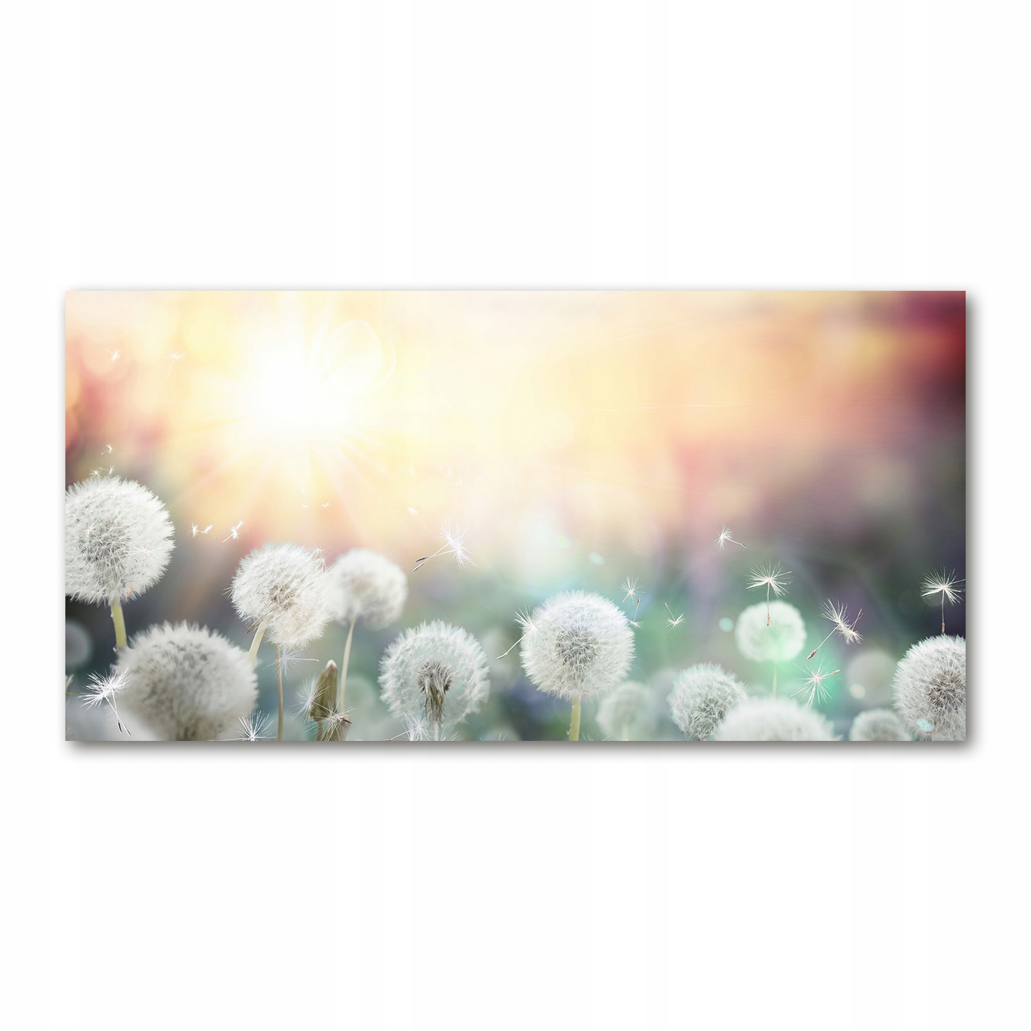 

Foto obraz akryl Pole dmuchawców zdjęcie 140x70 cm