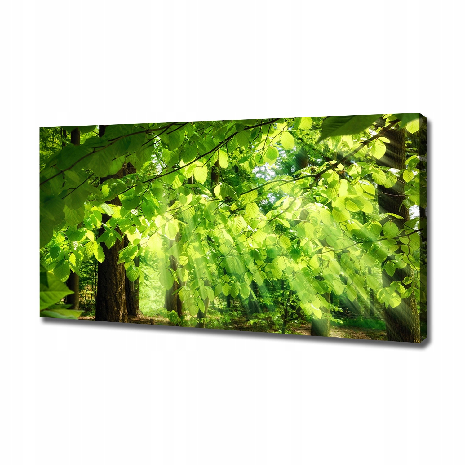 

Foto obraz canvas na ścianę Liście buku 120x60 cm
