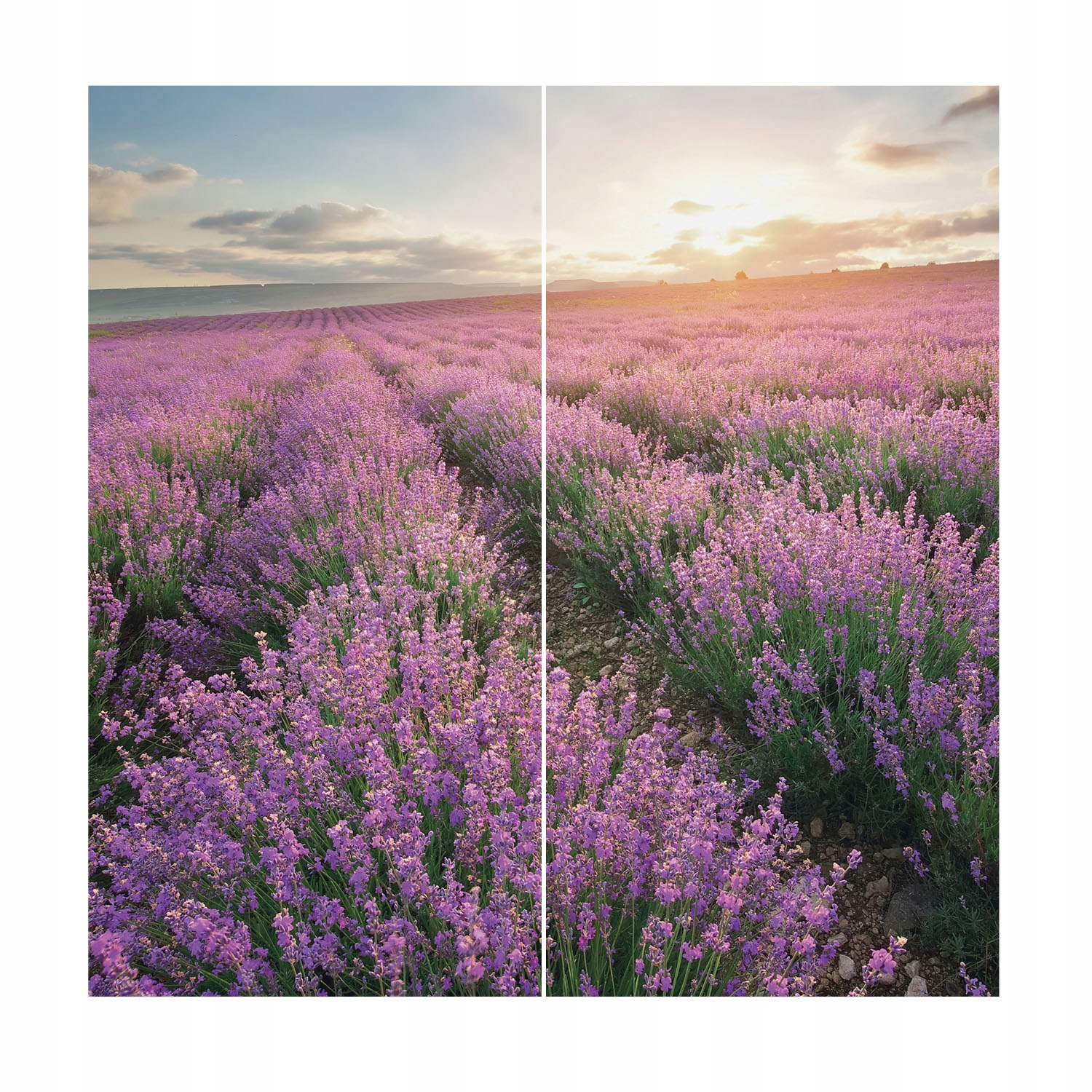 Dekorativní fototapeta na flizelině do ložnice Levandulová pole 250 x 250 cm