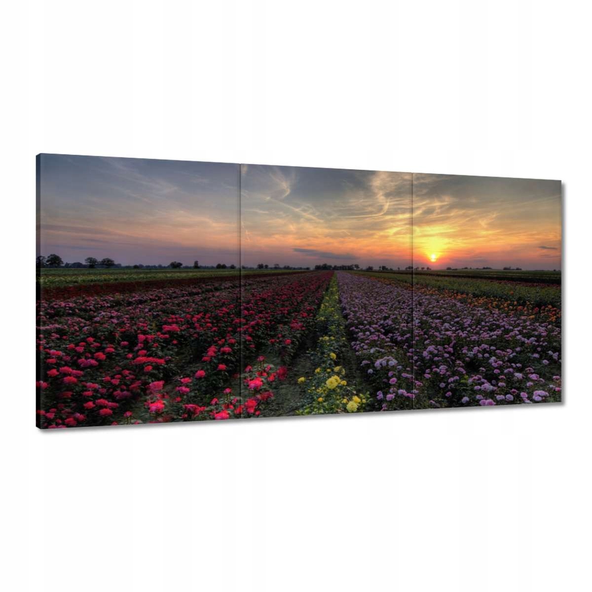 Obrazy 180x90 Západ na kvetinovom poli