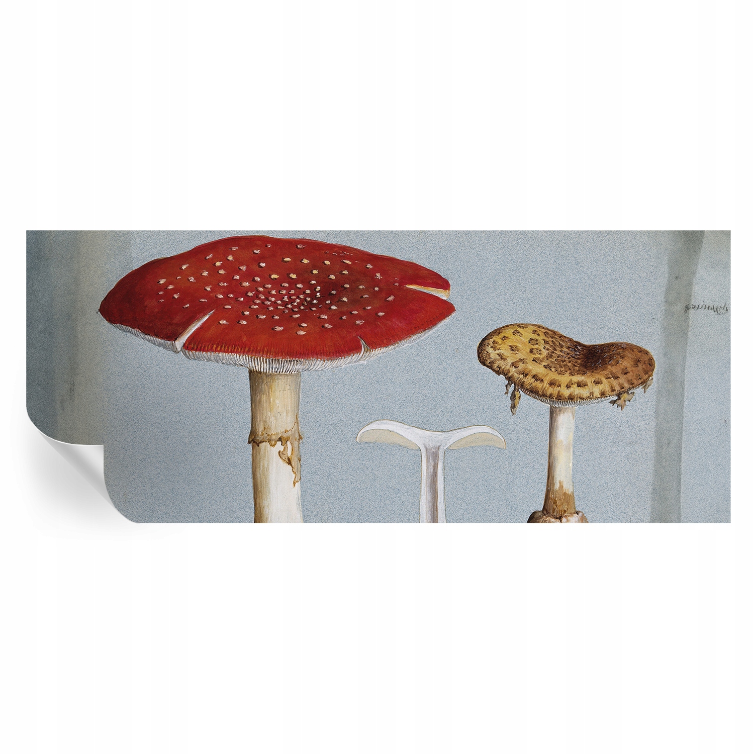 Samolepicí fototapeta Dekorativní do kanceláře Houbové rytiny 250 x 104 cm