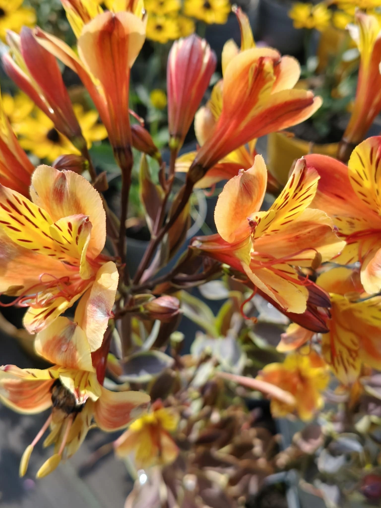 Alstroemeria SUMMER BREEZE 'Tessumriver' SADZONKA 3L
