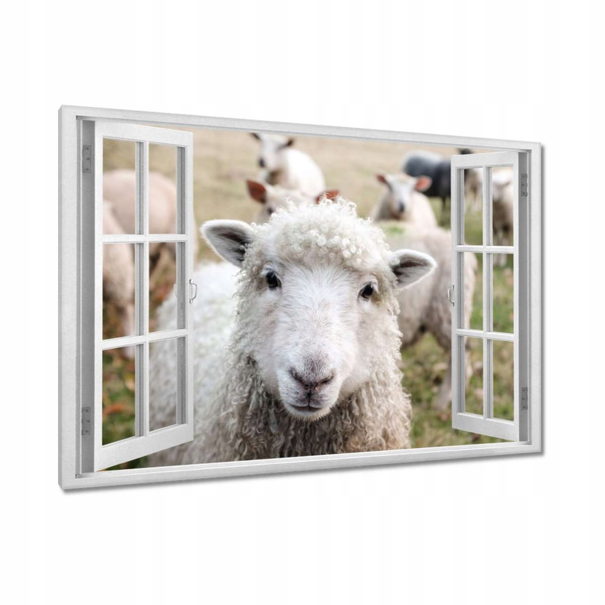 Obrazy 120x80 Vypasování ovcí Ovečky Ovce