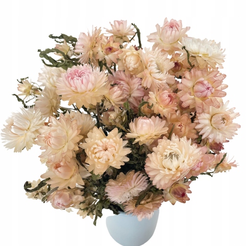 

Kocanka różowa, suszone kwiaty, Helichrysum