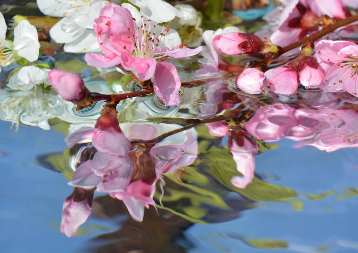 

Tapeta flizelinowa Kwiat wiśni Woda 312x219