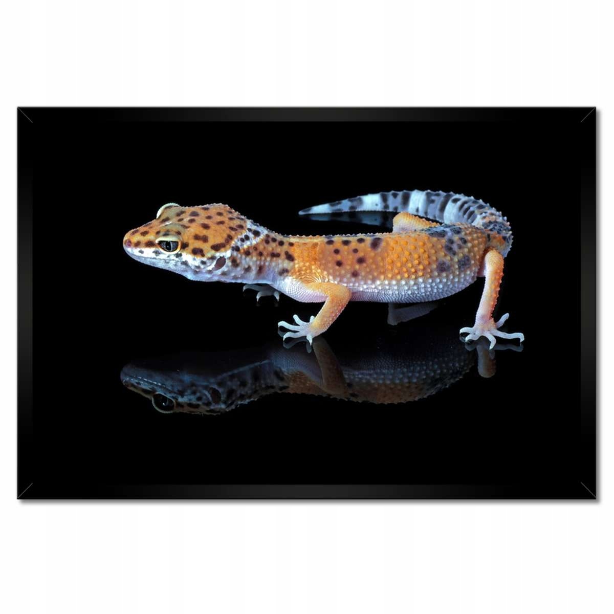 Plakáty v rámu 60x40 Gekon leopardí plazi