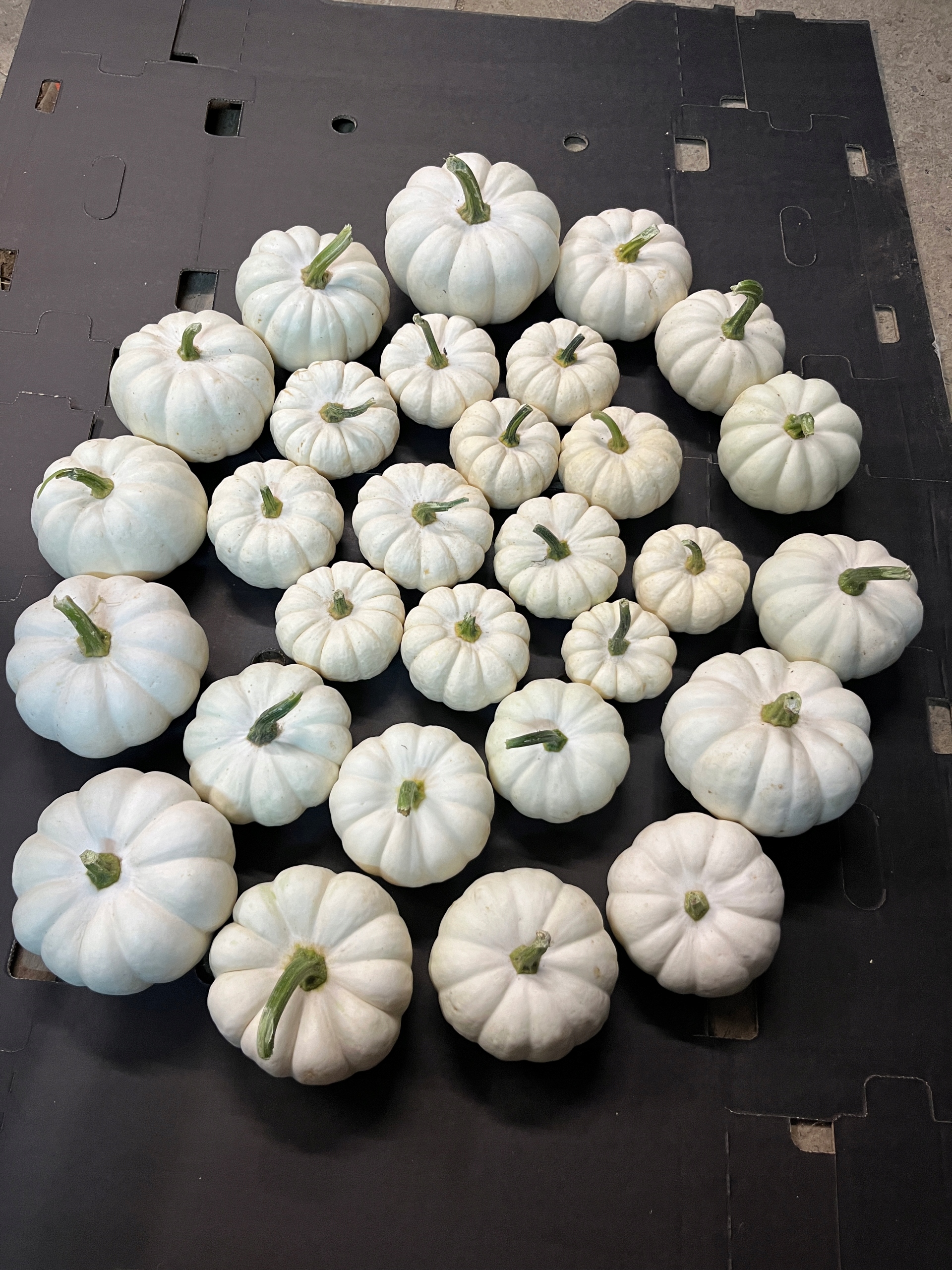 BABY BOO Biała Dynia ozdobna/dekoracyjna HALLOWEEN