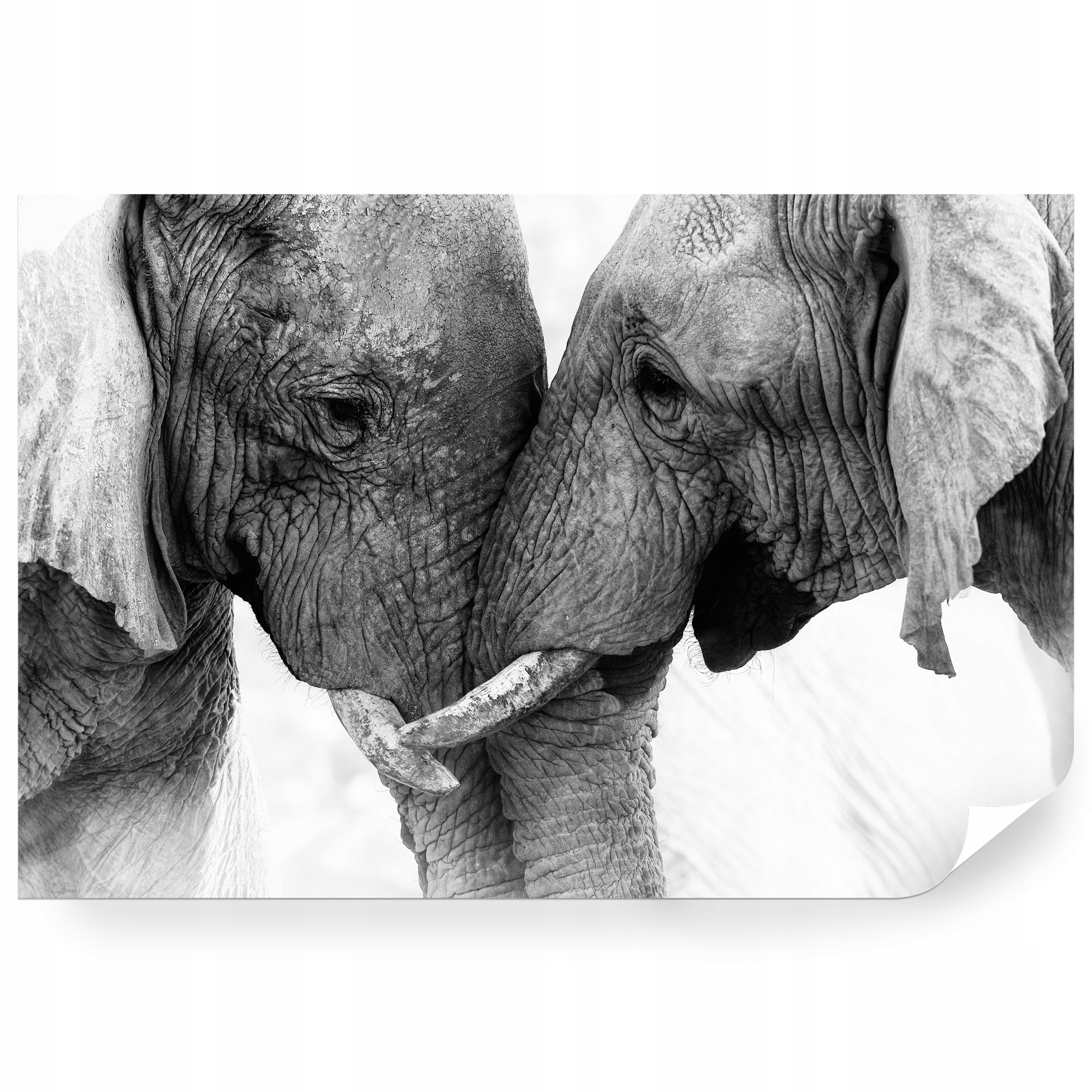 Samolepiaca fototapeta Moderné Safari Divoké Slony Bw 400 x 280 cm