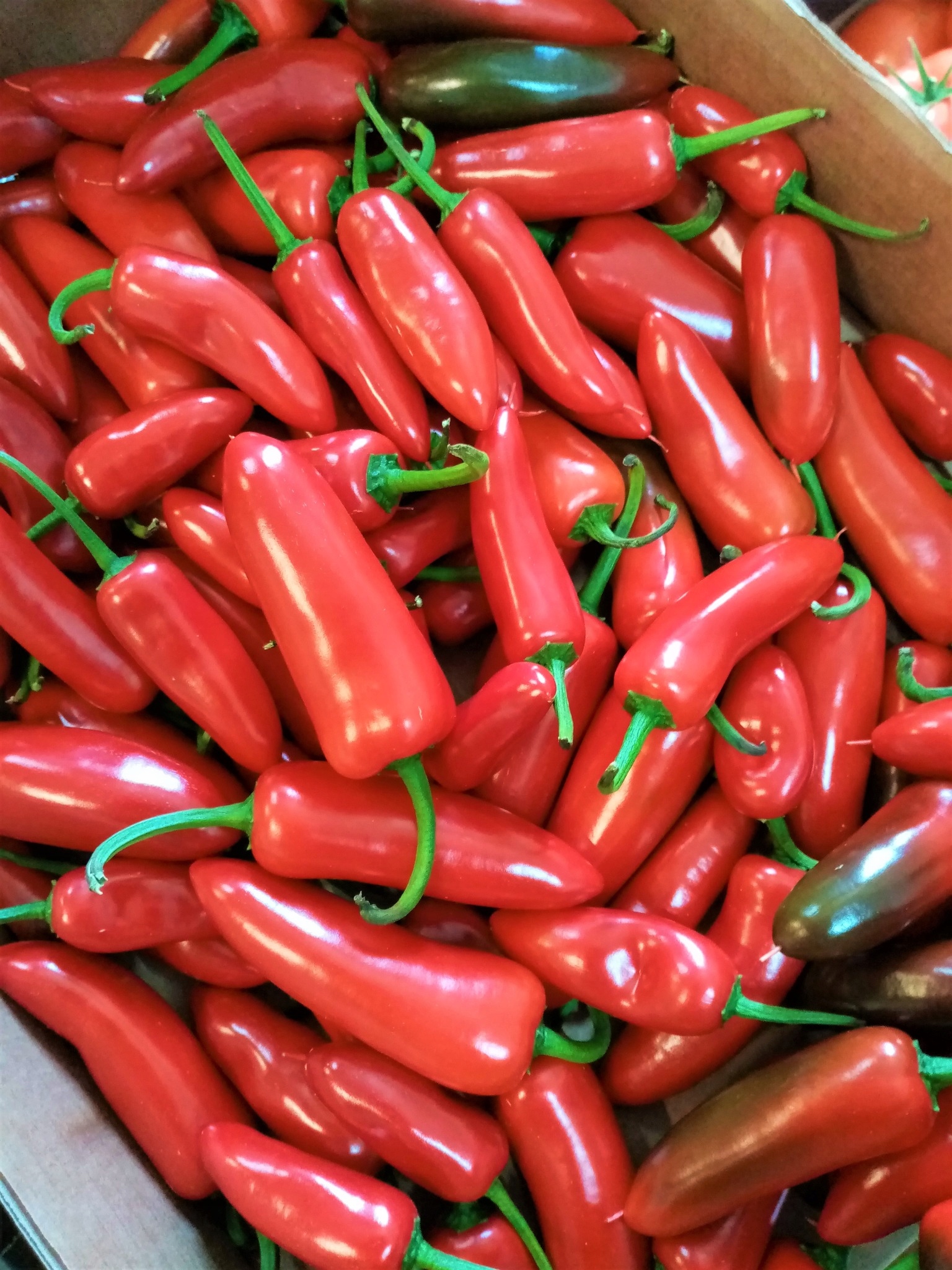 Jalapeno červená – Ostrá paprika čerstvá – 1 kg
