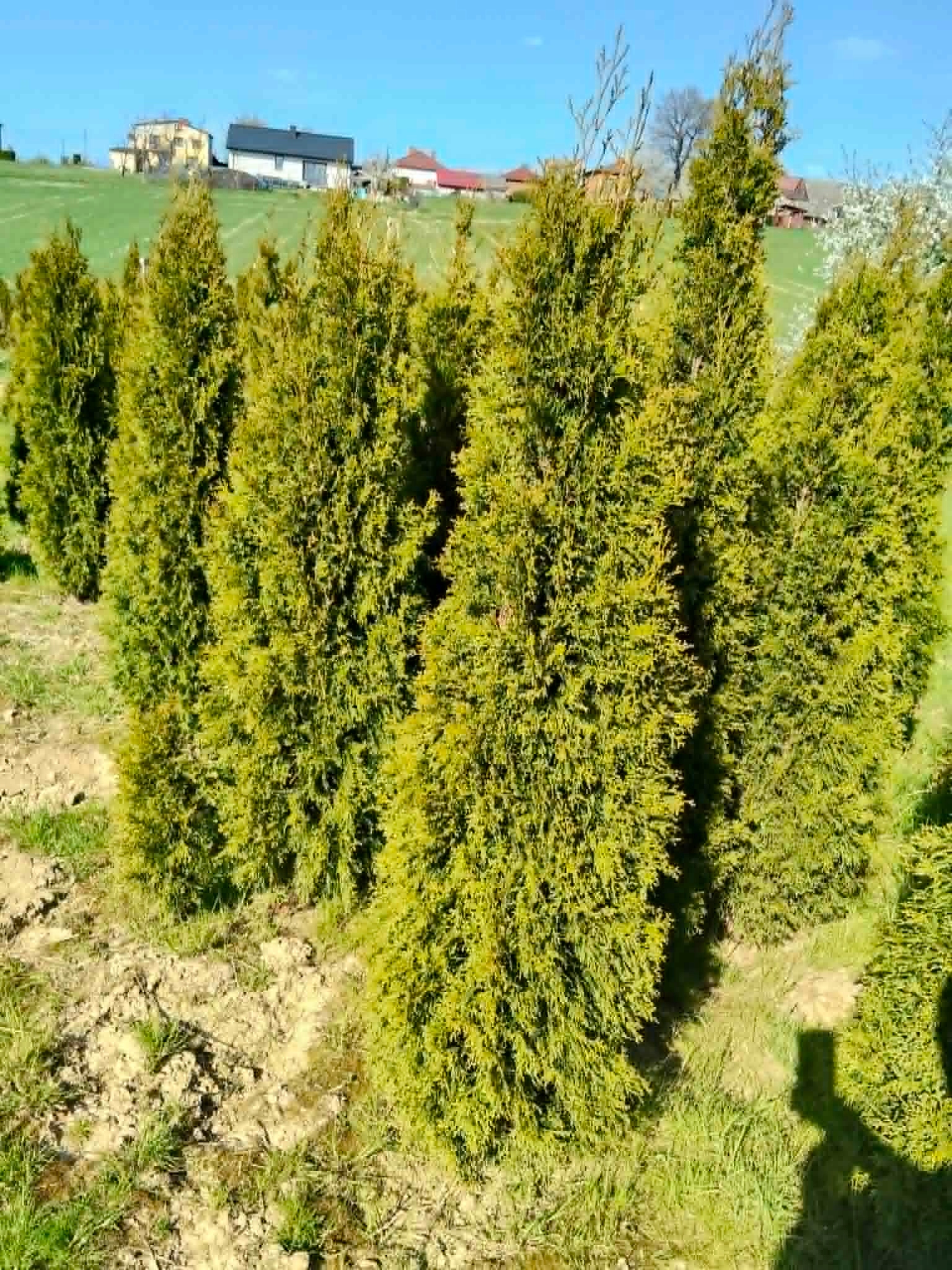 Pakiet tuja SZMARAGD wysokość 120-130 cm - 20 szt. — 13
