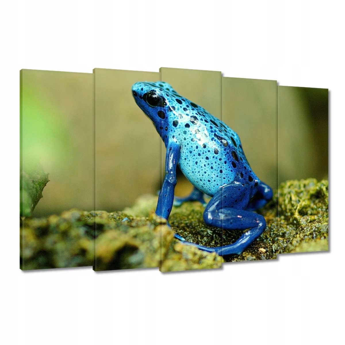 Obrazy 150x95 Modrá žába Stromlaz azurový