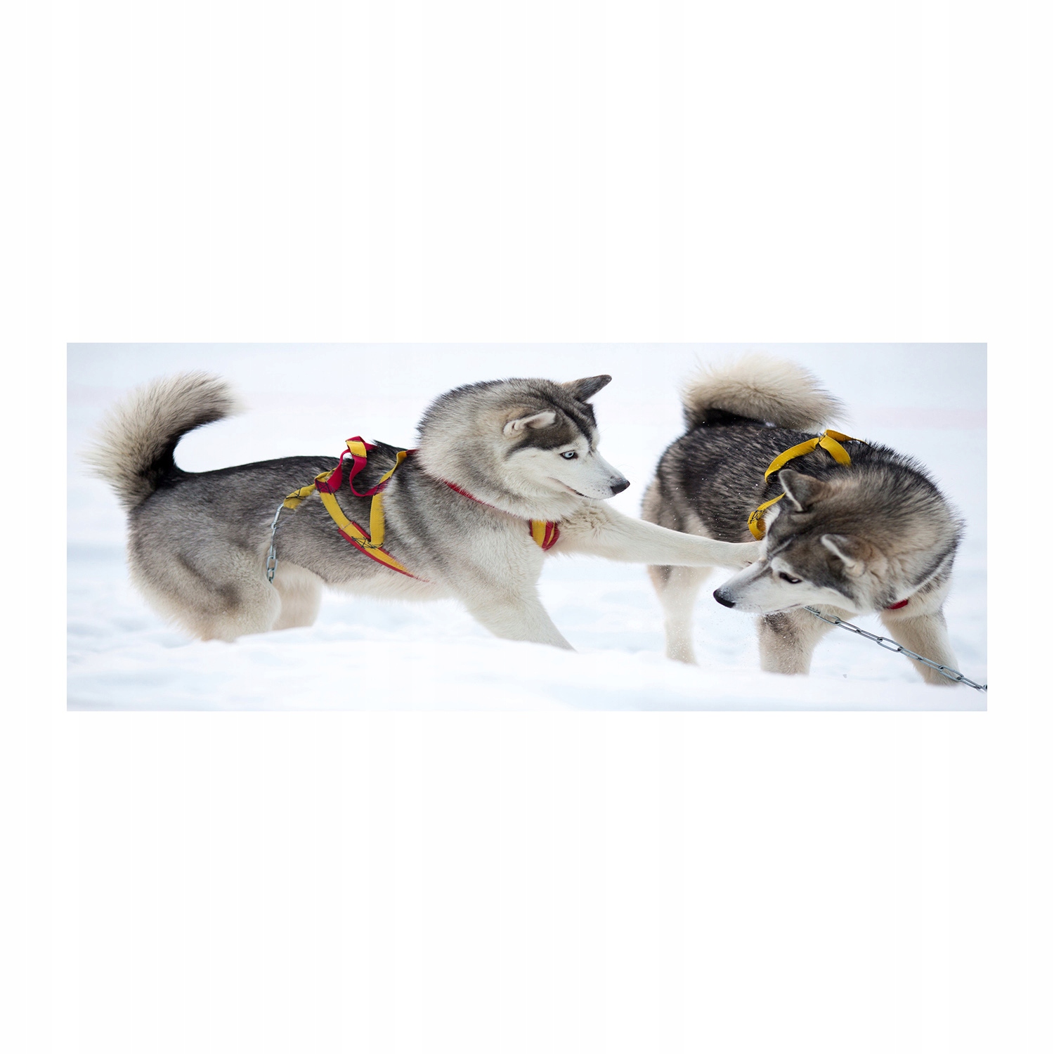 

Foto obraz na szkle akrylowym Husky zimą 125x50 cm
