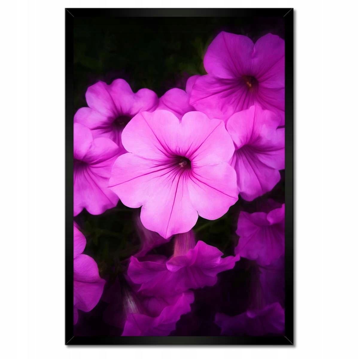 Plakáty v rámu 40x60 Fialové květy Petunie