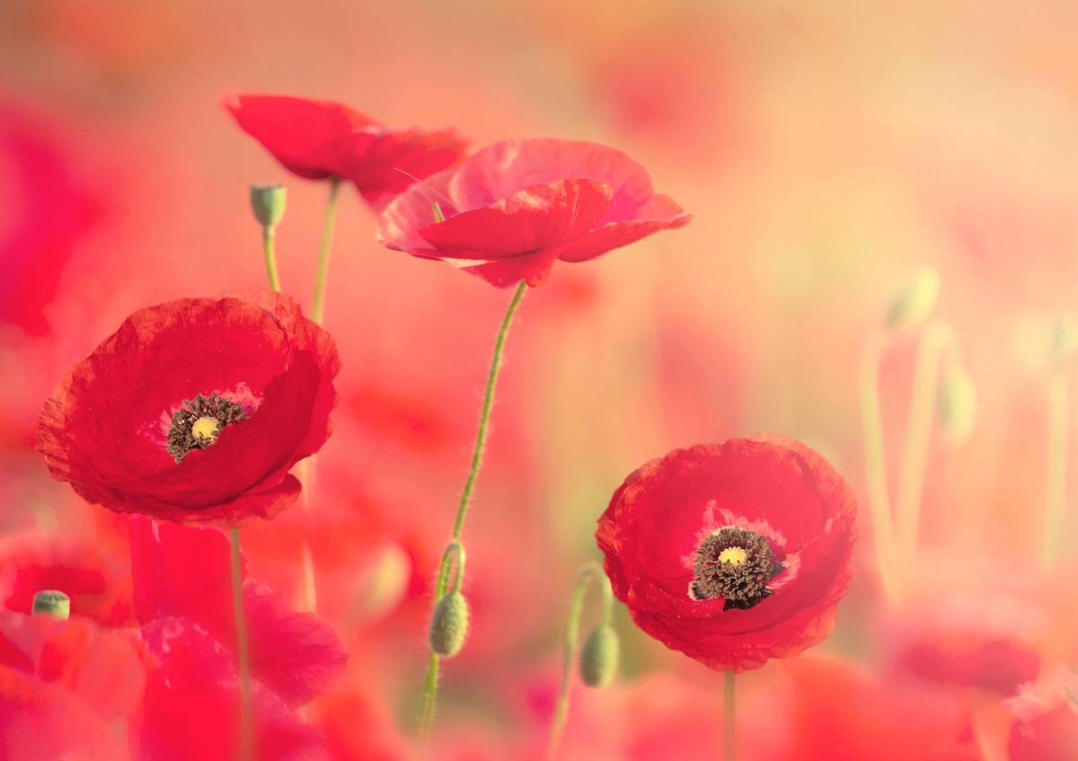 

Tapeta flizelinowa Czerwone maki 208x146