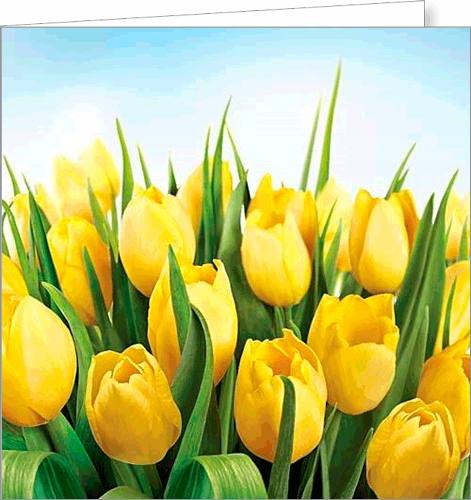 

Dla Nauczycieli kwiaty kartki bez życzeń FF40