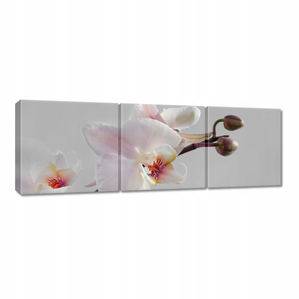

Obrazy 60x20 Orchidea na ołówkowym tle