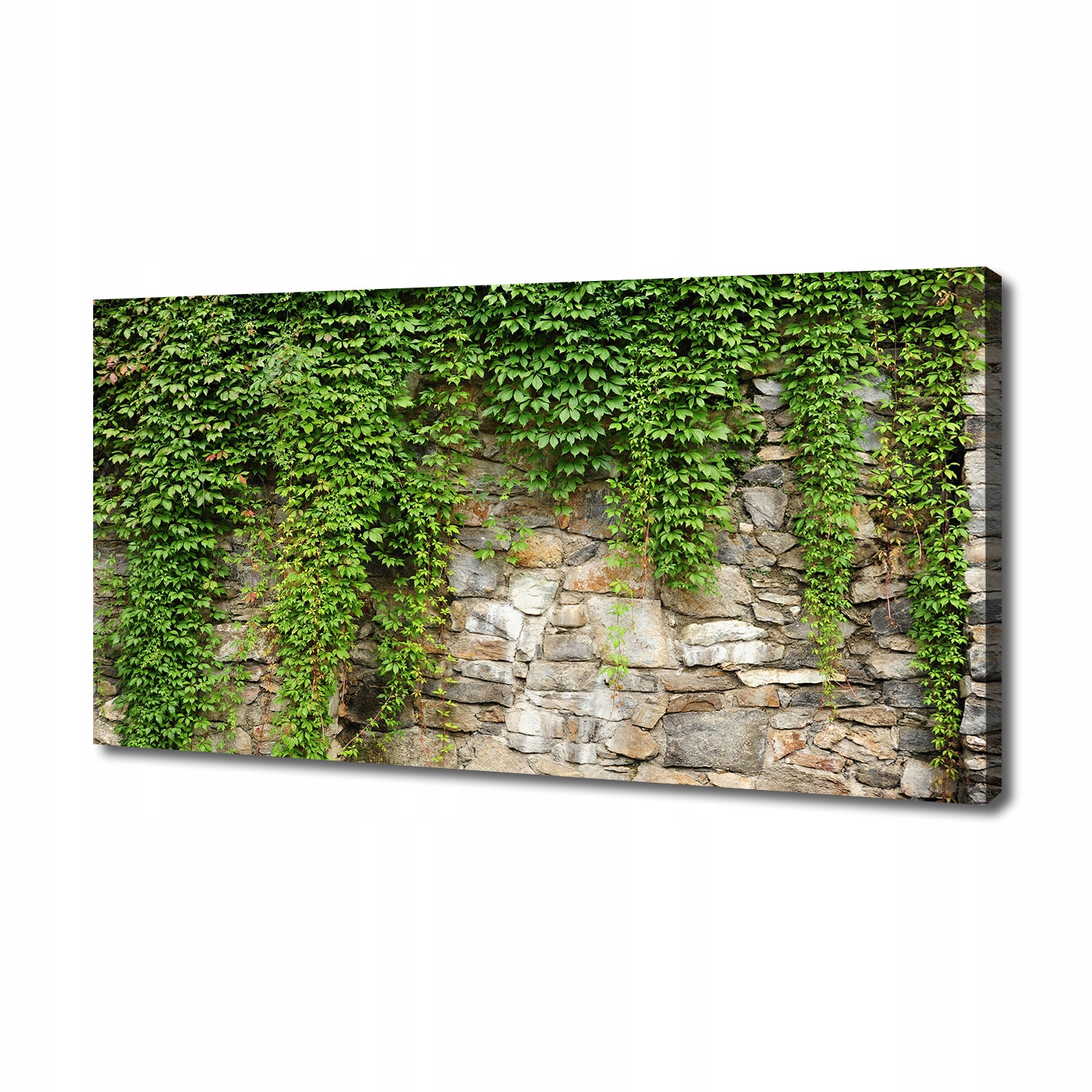 

Foto obraz na płótnie Zielony bluszcz 140x70 cm