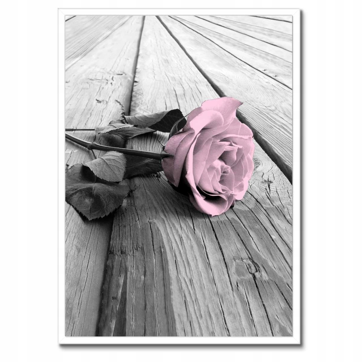 Plakáty v rámu 50x70 Pudrová růžová Old pink Rose
