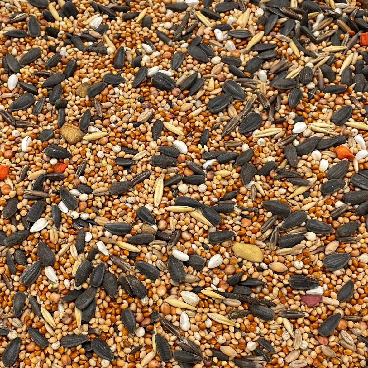 14kg Champi karma PREMIUM pokarm dla papug średnich Nimfy