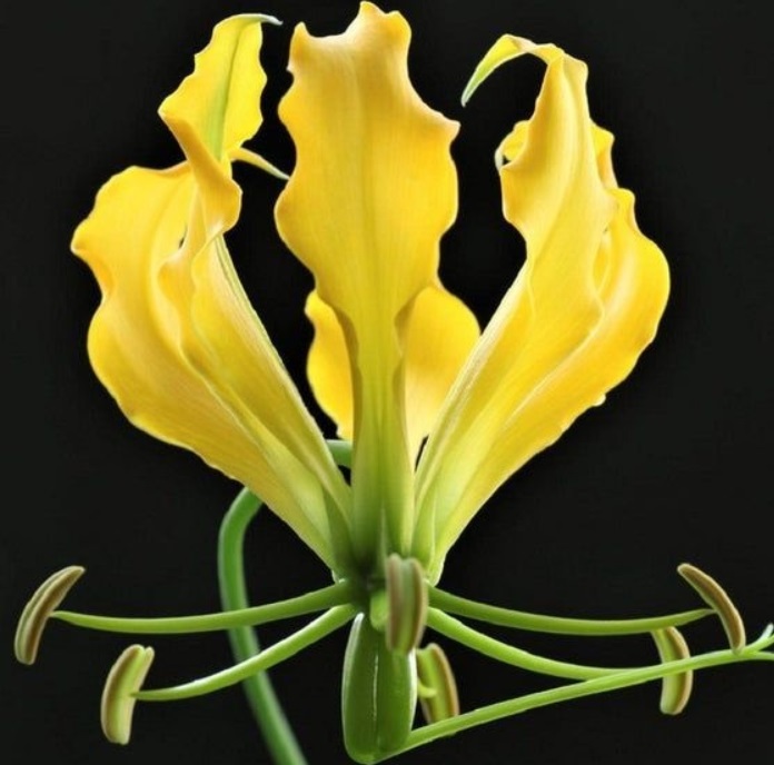 GLORIOZA ЗАМЕЧАТЕЛЬНАЯ SUPERBA ЖЕЛТЫЙ YELLOW 1 СЕМЯ