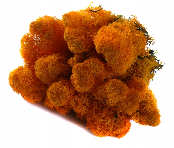 Mech ozdobny CHROBOTEK RENIFEROWY 50g Orange