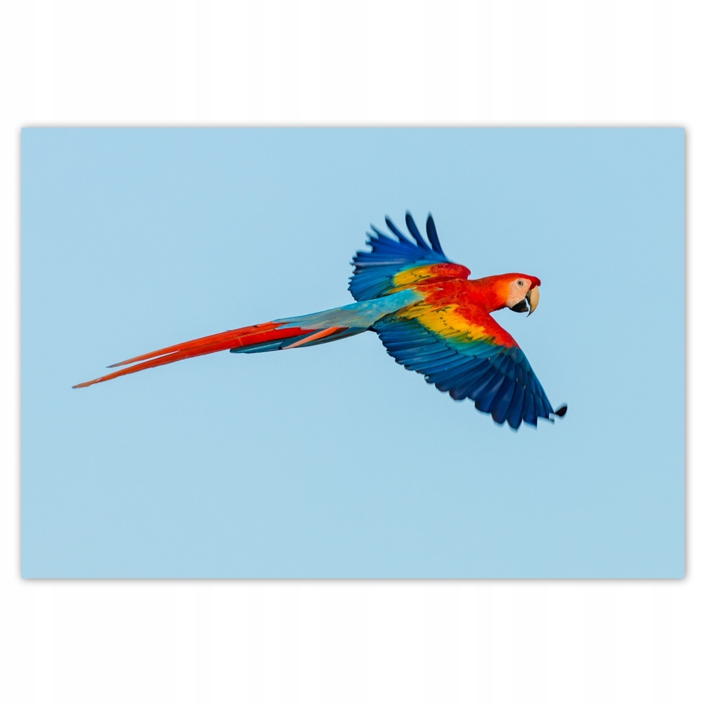 

Fototapety flizelina 152x104 Papuga kolorowa