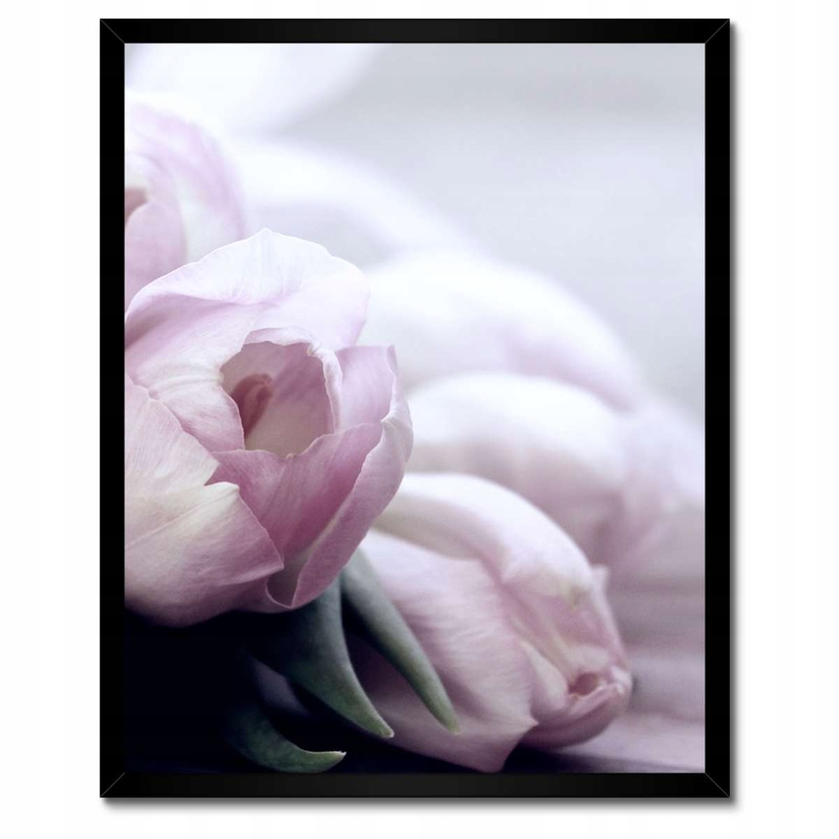 Plakáty v rámu 40x50 Tulipány Květiny