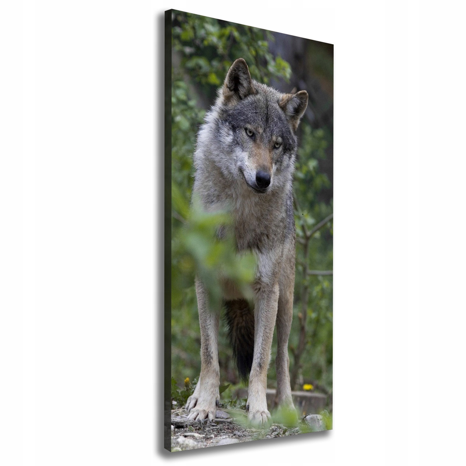 

Foto obraz canvas do salonu Wilk w lesie 50x125