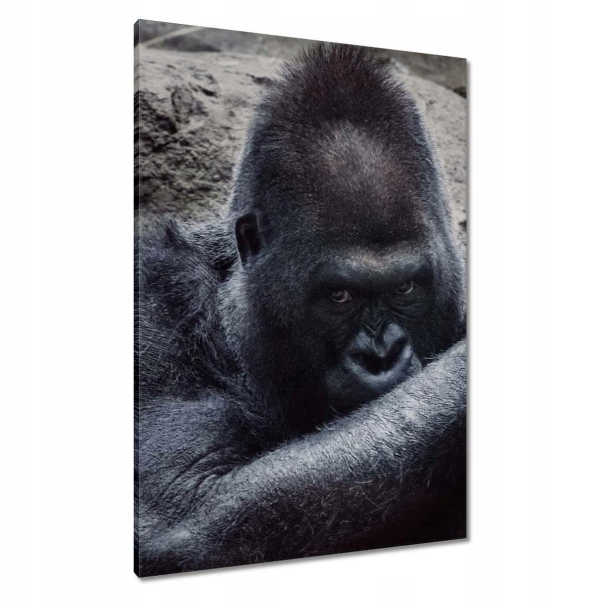 Obrazy 70x100 Zvířata Zvířátka