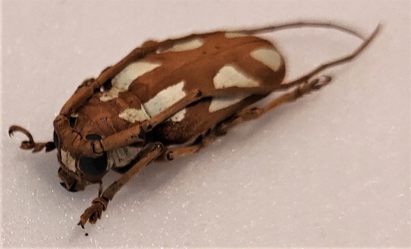 Chrząszcz Prosopocera lactator 28mm