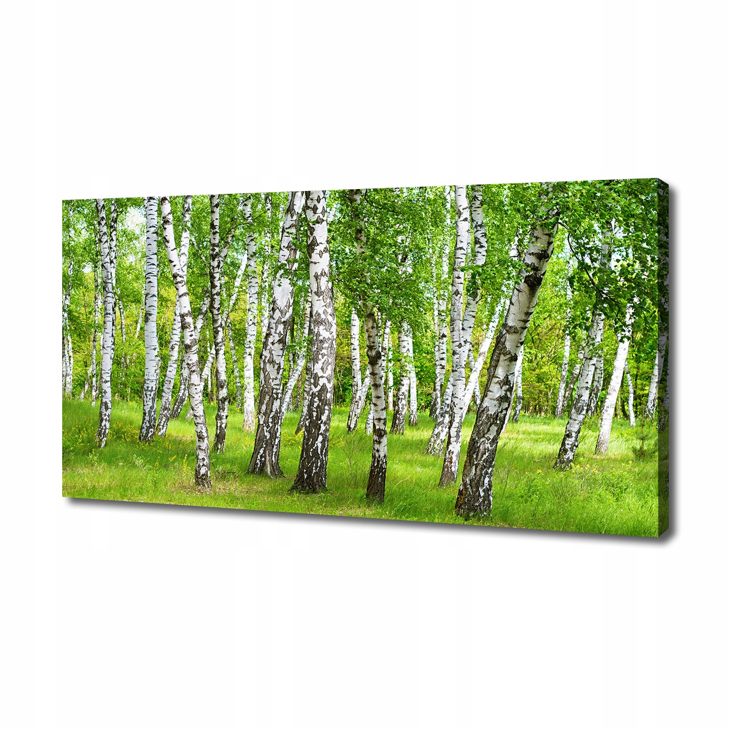

Foto obraz duży na płótnie Brzozowy las 140x70 cm