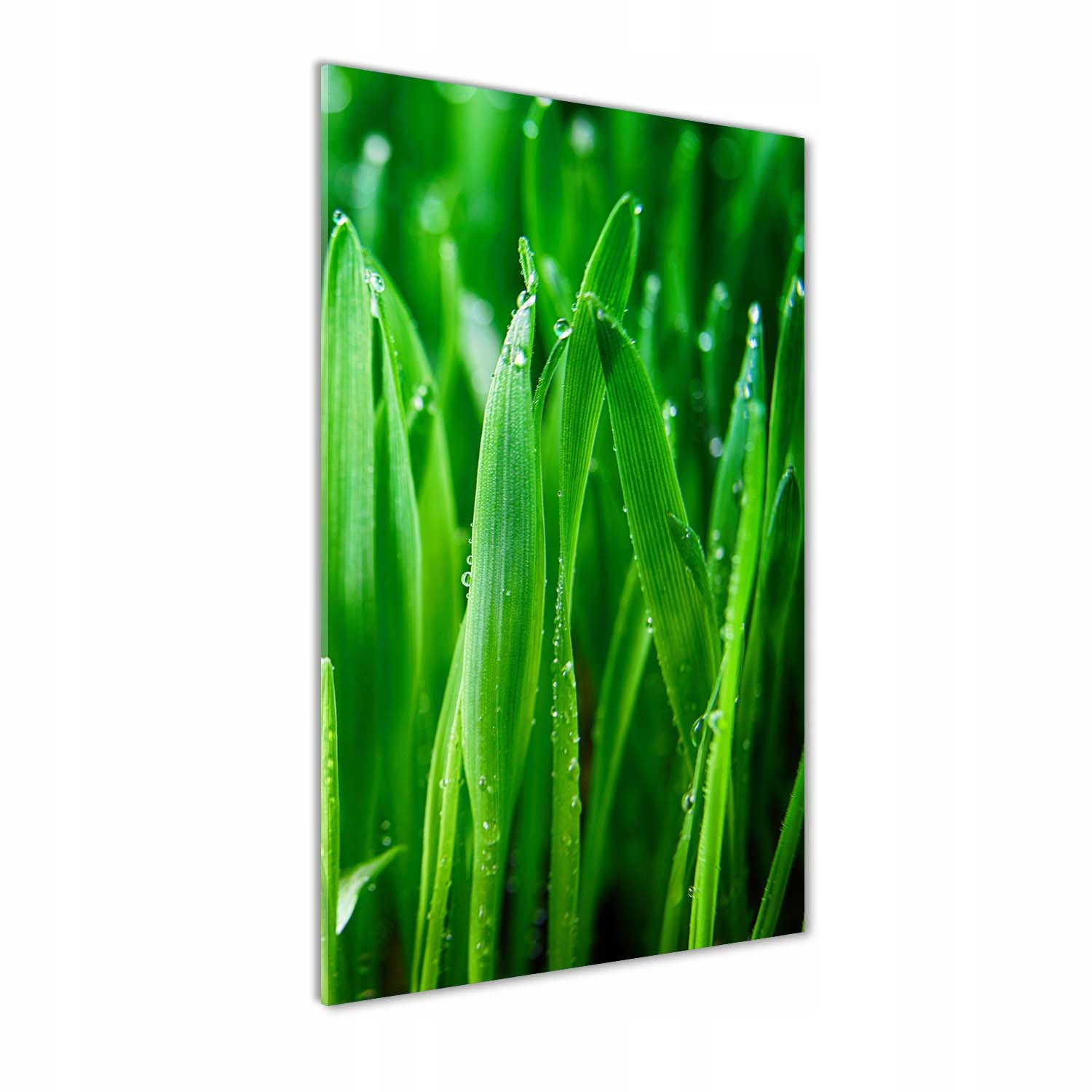 

Nowoczesny fotoobraz akrylowy Źdźbła trawy 70x140