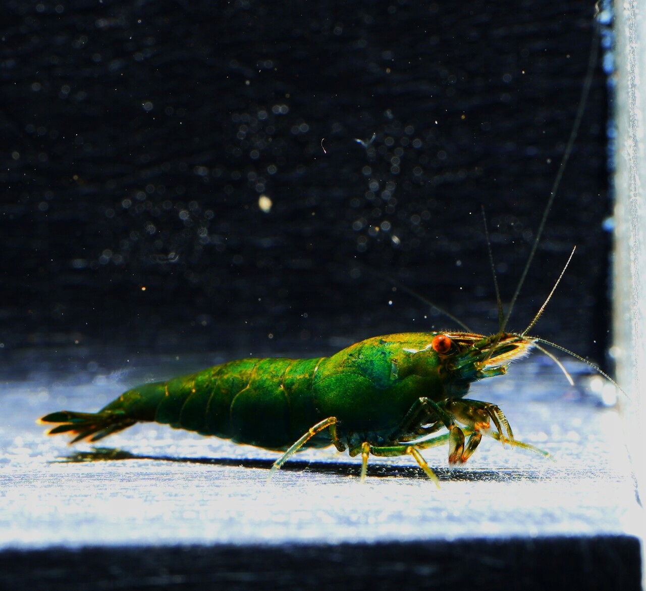 Krewetki Green Jade - Neocaridina davidi
