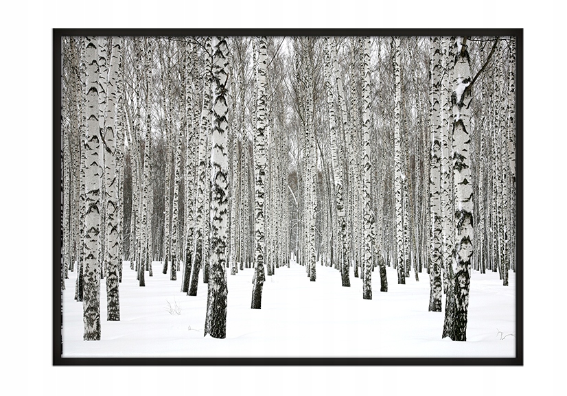 

Obraz Plakat W Ramie 43x33 cm Drzewa P673