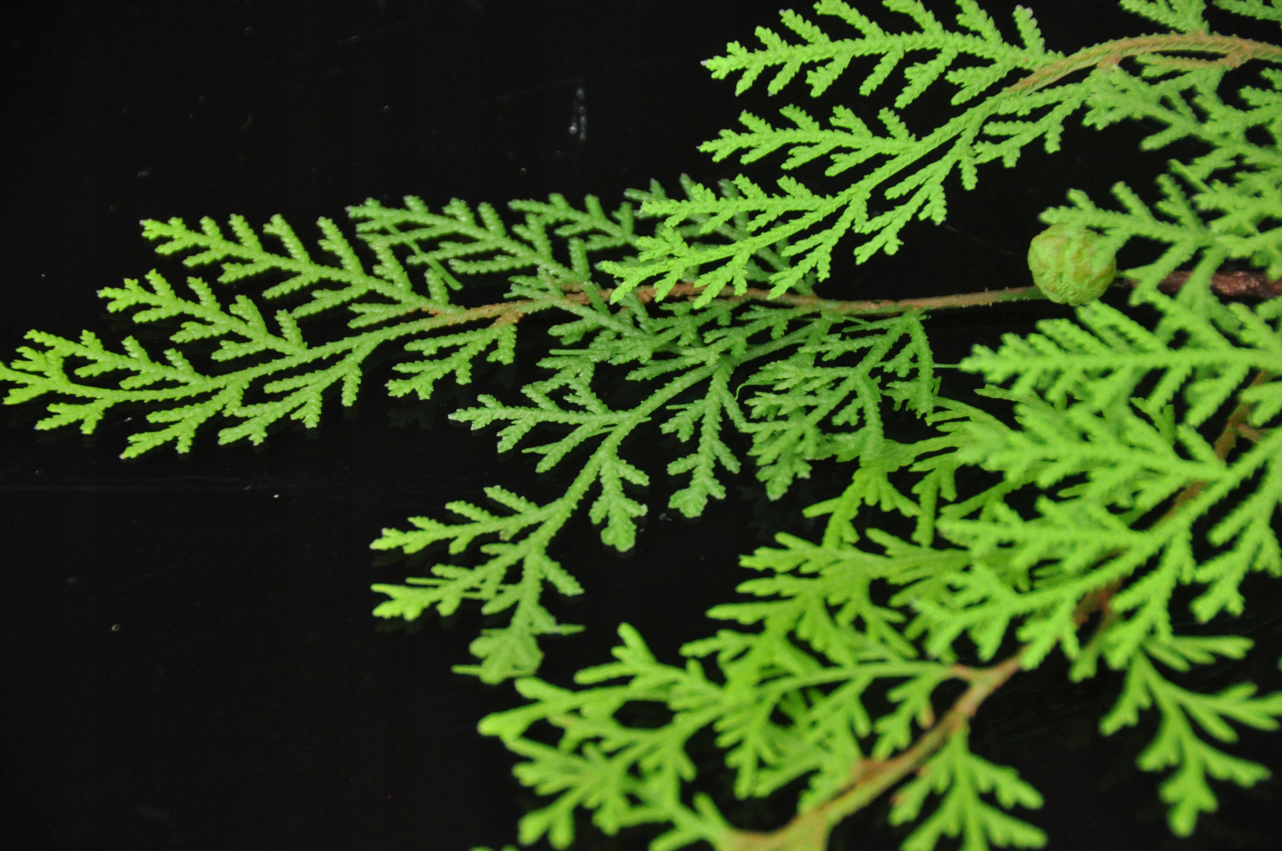 CYPRYS GAŁĄZKA SZTUCZNA Marka Dekoradom