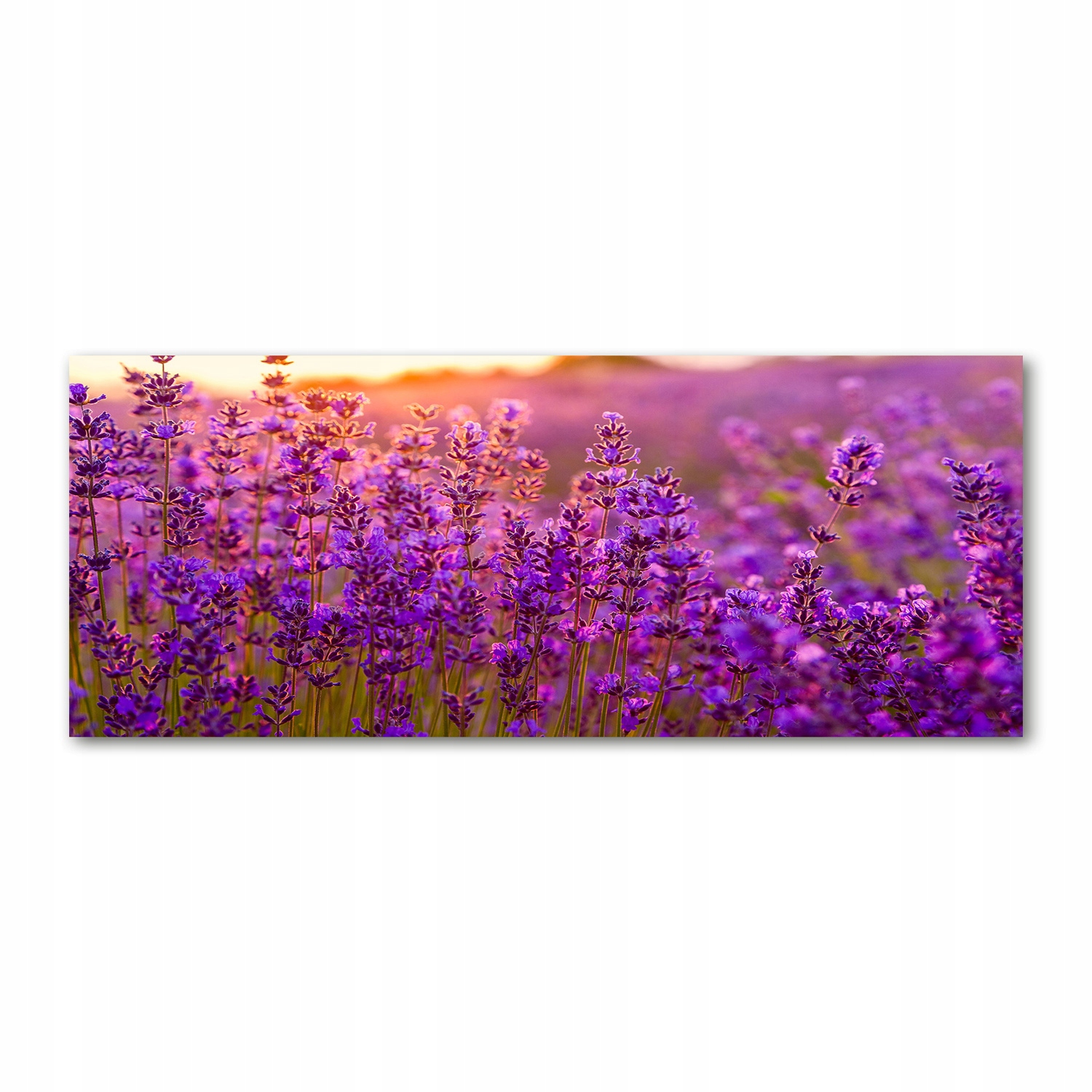 

Foto obraz akryl zdjęcie Pole lawendy 125x50 cm