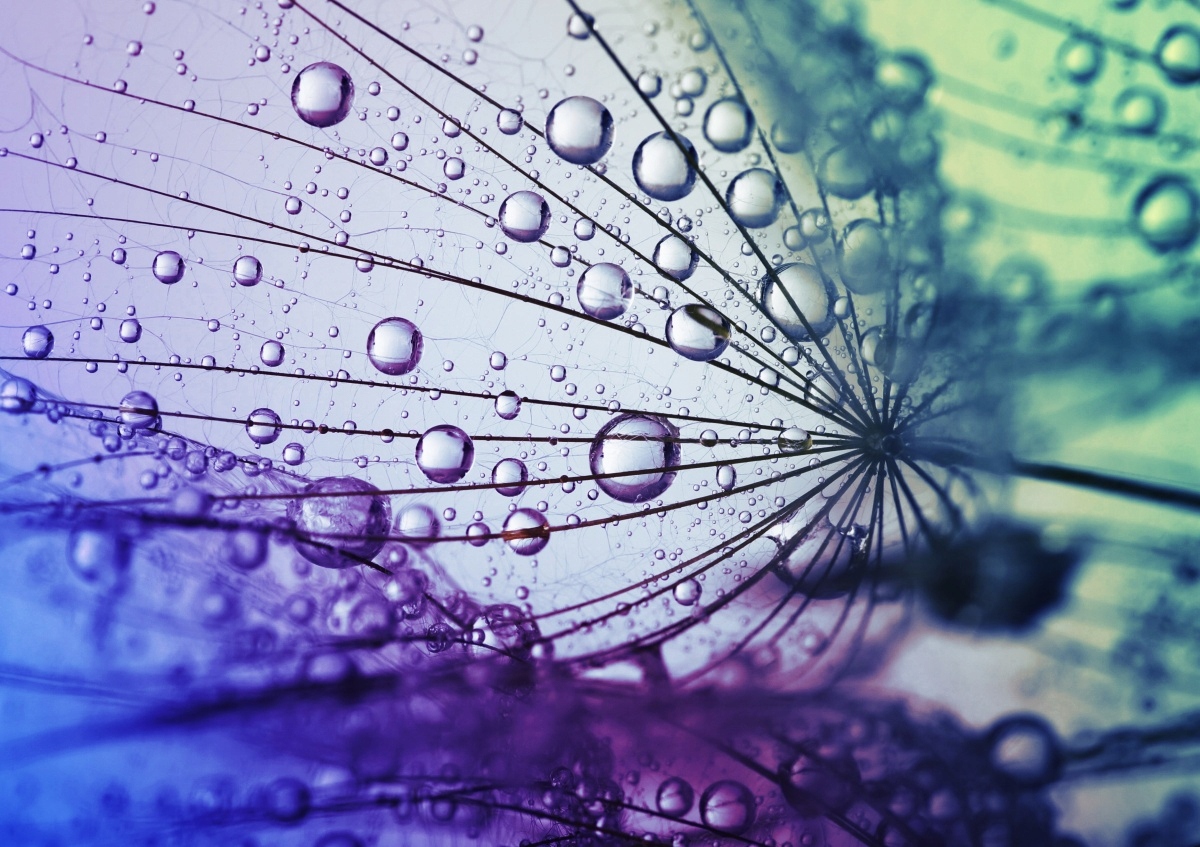 

Fototapeta Flizelinowa Kwiat dmuchawca 208x146