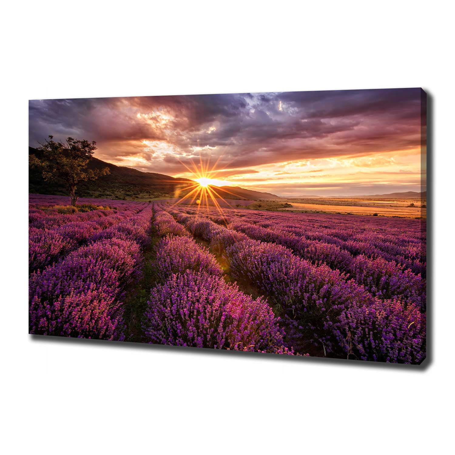 

Duży foto obraz na płótnie Pole lawendy 100x70 cm