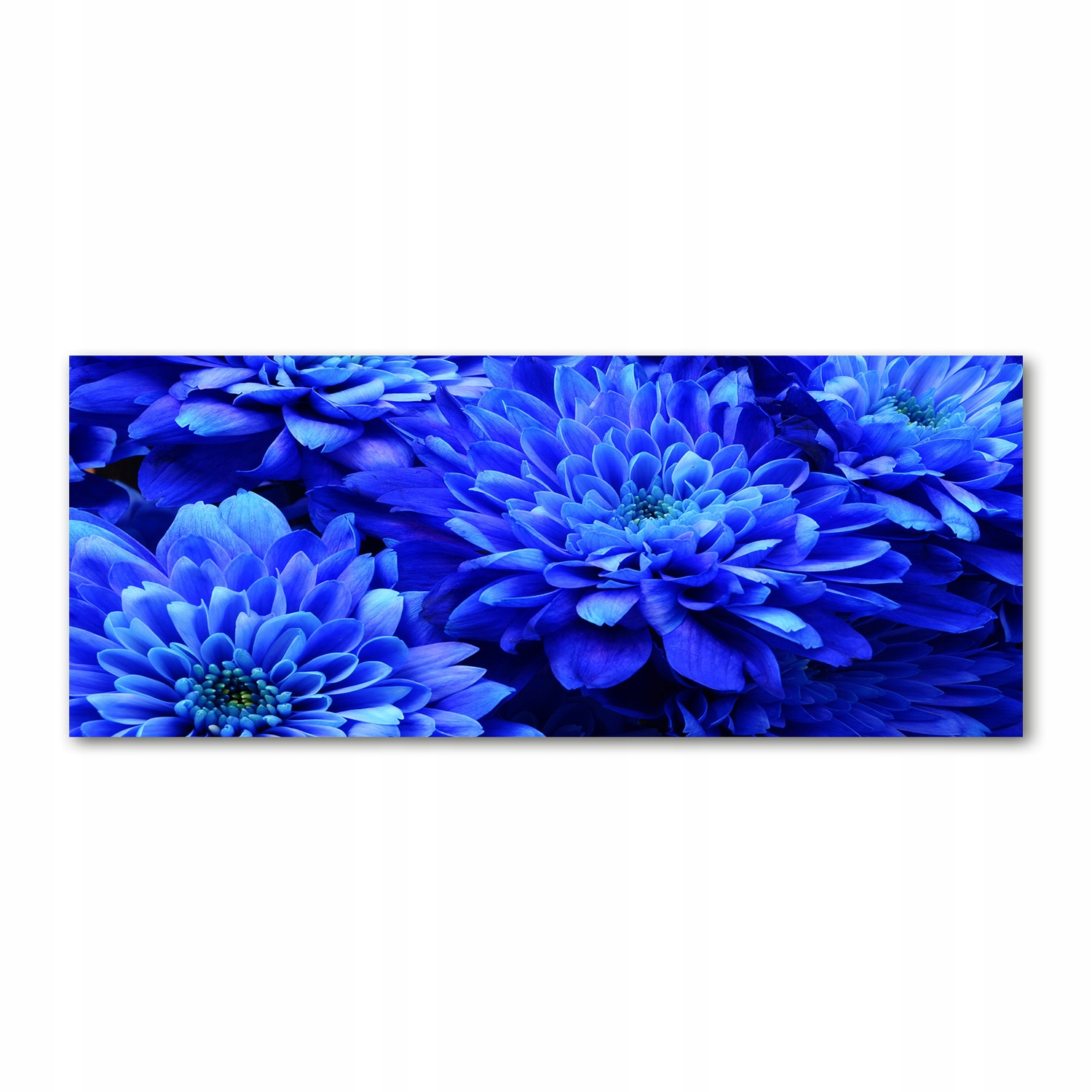 

Foto obraz akryl zdjęcie Niebieski aster 125x50 cm