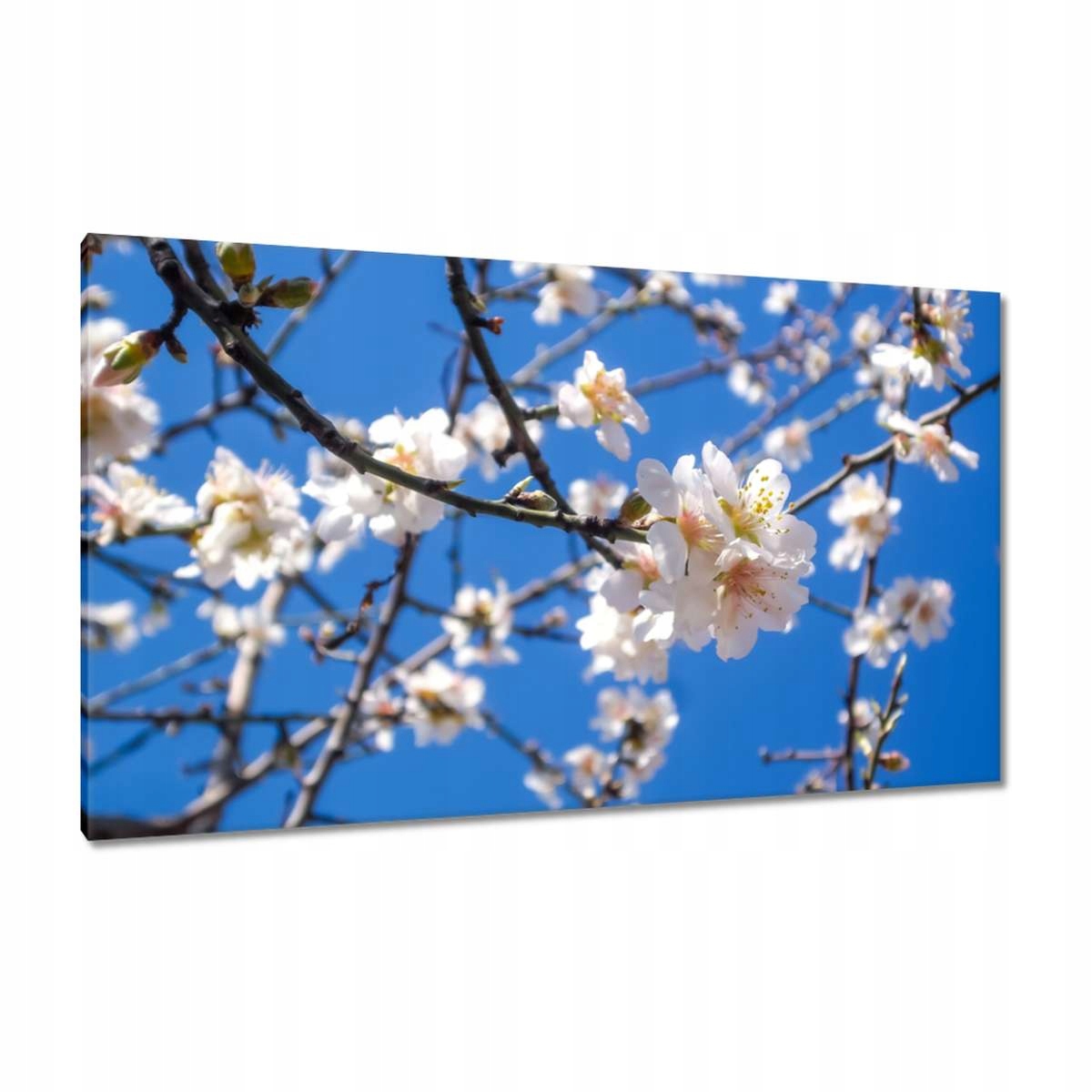Obrazy 120x70 Jabloňový květ