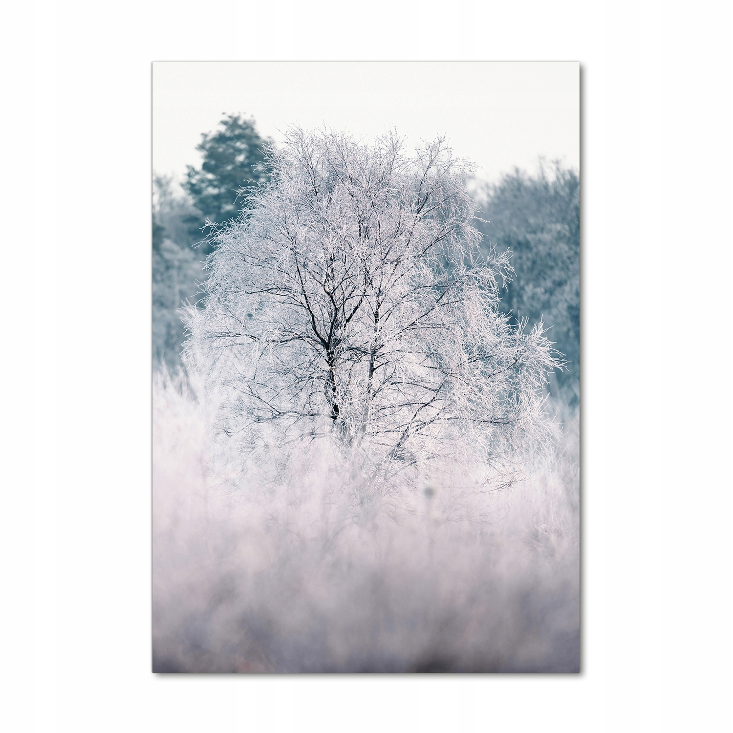 

Foto obraz akrylowy na ścianę Las zimą 70x100 cm