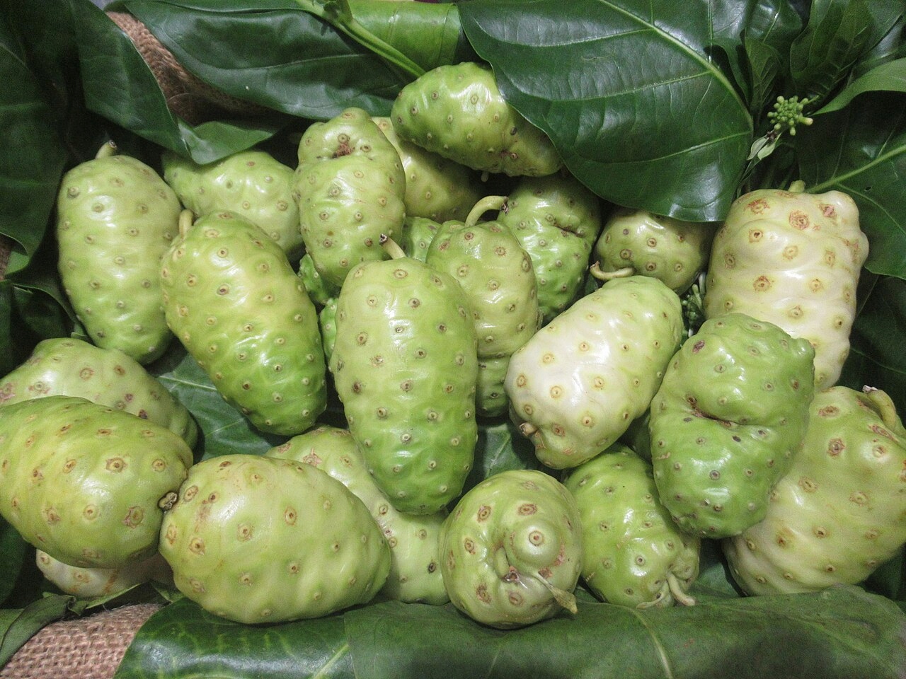 OWOCE NONI - MORWA INDYJSKA - MORINDA CITRIFOLIA
