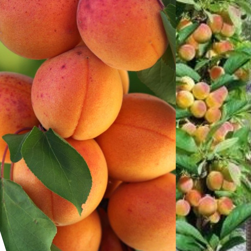MORELA EARLY ORANGE -kolumnowa