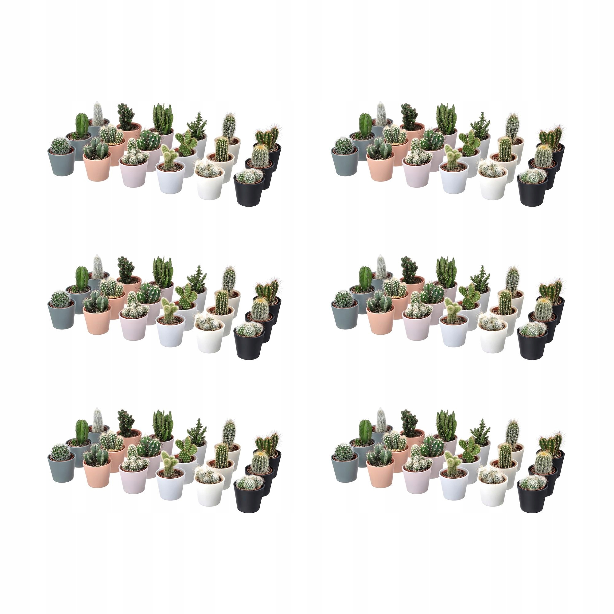 6 ks Cactaceae Rostlina s květináčem Kaktus/různé 6 cm