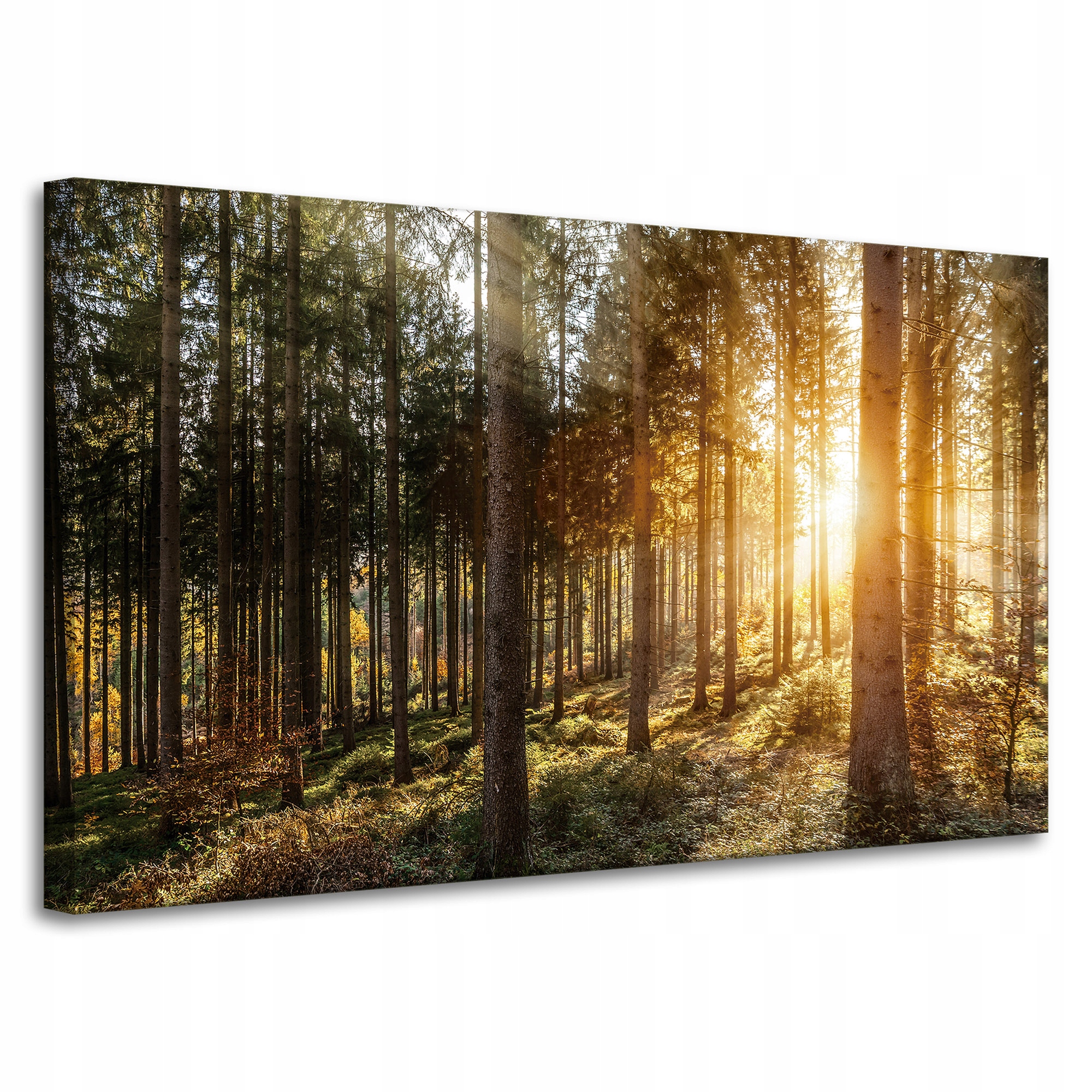 Obraz na plátně Břízy Stromy Slunce Ráno 100x60 cm