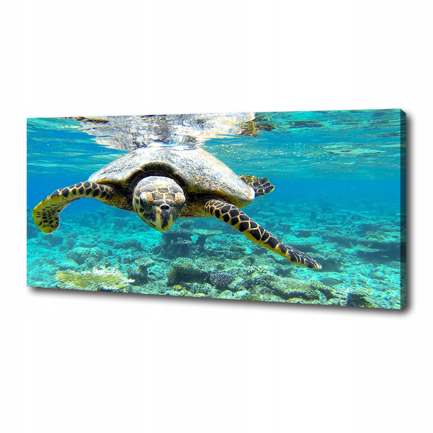 

Foto obraz canvas na ścianę Żółw morski 125x50 cm